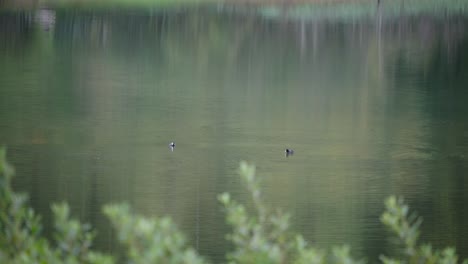Duck-diving-underwater-in-a-vast-lake,-long-zoom-shot