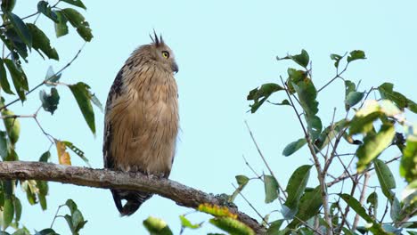 Buffy-Fish-Owl-Ketupa-ketupu-seen-perched-on-as-branch-looking-to-the-right-and-then-flies-away,-Khao-Yai-National-Park,-Thailand