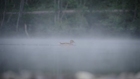 Side-view-single-duck-swimming-alone-on-lake,-foggy-gloomy-day