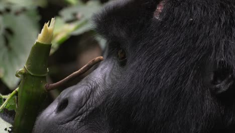 Close-up-shot-of-a-wild-gorilla-looking-at-camera-eyes-contact