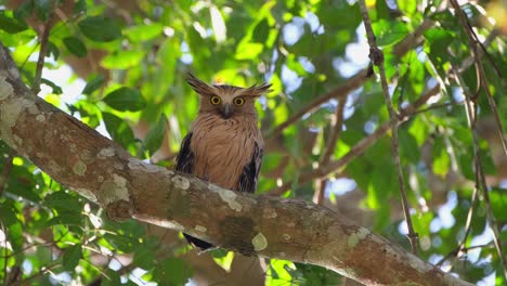 Buffy-Fish-Owl-Ketupa-ketupu,-perched-on-a-big-branch-looking-down-with-its-big-yellow-eyes,-Khao-Yai-National-Park,-Thailand
