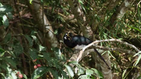 Orientalischer-Gescheckter-Hornbill-Anthracoceros-Albirostris-Thront-Auf-Einem-Ast-Des-Fruchtbaums,-Der-Sich-Im-Khao-Yai-Nationalpark,-Thailand,-In-Richtung-Seines-Rückens-Umsieht