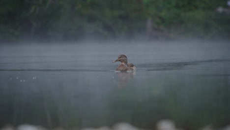Close-up-single-duck-swimming-alone-on-lake,-foggy-gloomy-day