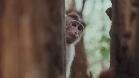 Folgeaufnahme-Eines-Affen,-Der-Einen-Baum-Hinunterklettert,-Um-Essen-Von-Touristen-Zu-Nehmen