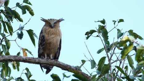 Buffy-Fish-Owl-Ketupa-ketupu-seen-from-its-front-and-facing-to-the-right-and-then-looks-down-towards-the-camera-with-a-lovely-blue-sky,-Khao-Yai-National-Park,-Thailand