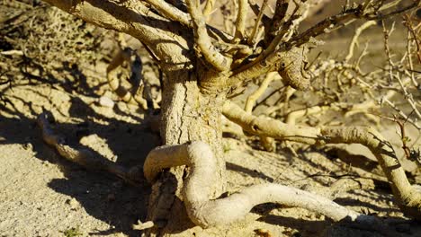 Un-Viejo-árbol-Retorcido-De-Alguna-Manera-Sobrevive-En-El-Duro-Clima-árido-Del-Desierto-De-Mojave