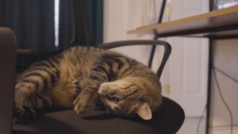 A-slowed-down-shot-of-an-adorable-cat-on-a-desk-chair