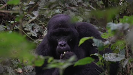 Wild-gorilla-feeding-in-the-middle-of-the-forest