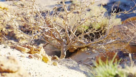 Ein-Mojave-Wüstenstrauch-Klammert-Sich-An-Eine-Felsige-Klippe-Und-überlebt-In-Einem-Rauen,-Trockenen-Klima