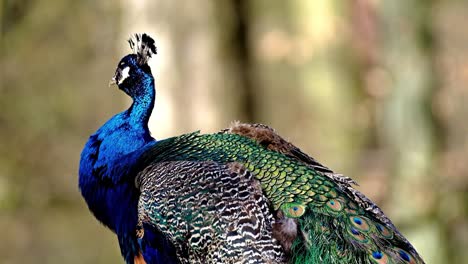 Nahaufnahme-Einer-4k-Videoansicht-Eines-Erstaunlichen-Pfaus-Und-Seiner-Großartigen-Blauen-Farbe,-Eines-Der-Größten-Vögel-Der-Welt