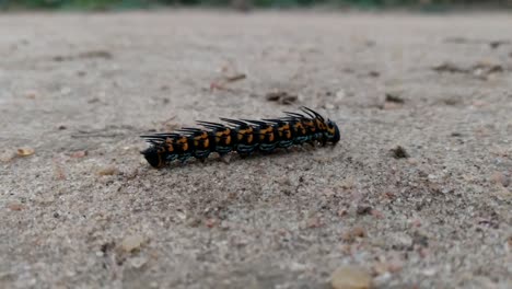 The-caterpillar-is-crawling-on-the-sand