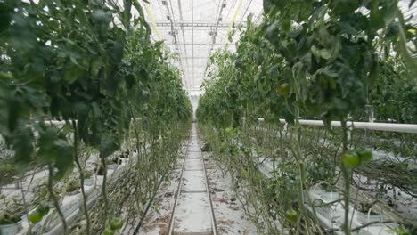 Passing-growing-tomato-bunches-in-greenhouse-walkway