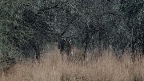 Der-Schwarzbock,-Auch-Indische-Antilope-Genannt,-Ist-Eine-In-Indien-Und-Nepal-Beheimatete-Antilope
