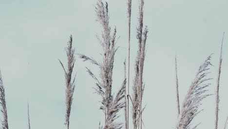 Sommerwiese-Mit-Weißen-Blumen-Conium-Maculatum-Oder-Giftschierling-Aus-Nächster-Nähe