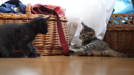 Two-brother-kittens-play-fight-in-front-of-wicker-baskets