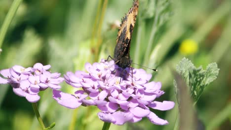 Frontansicht-Des-Distelfalter-Schmetterlings,-Der-Sich-Von-Einer-Blume-Ernährt,-Indem-Er-Seinen-Rüssel-Hineinlegt