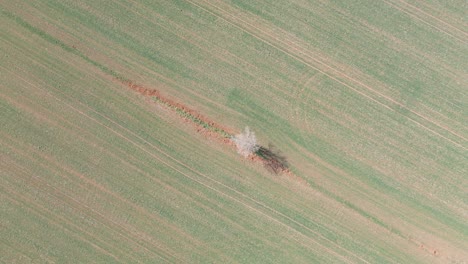 Luftaufnahmen-Mit-Drohne-Eines-Feldes-In-Der-Gegend-Von-Girona-Spanien-Grüne-Landschaft-Natur-ökologischer-Landbau-Spin-Auf-Einem-Weißen-Baum