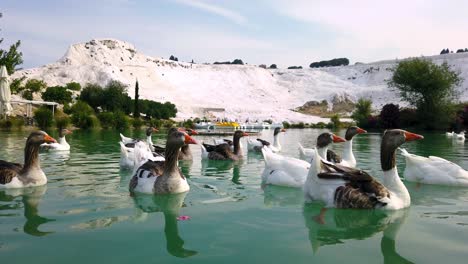 Lots-of-ducks-swimming-in-the-pond-in-Pamukkale,-Denizli,-Turkey