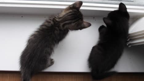 Two-six-week-old-kittens-play-with-a-window-blind