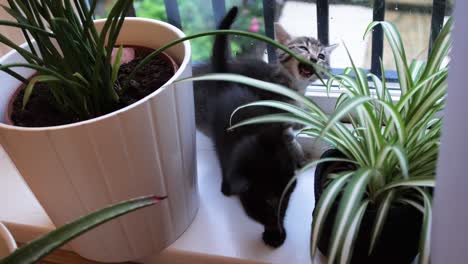 Zwei-Kätzchen-Entdecken-Im-Alter-Von-Acht-Wochen-Zum-Ersten-Mal-Pflanzen