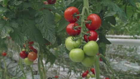 Bunch-of-ripening-tomatoes-in-greenhouse