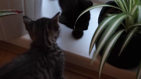 Zwei-Kätzchen,-Eine-Mischung-Aus-Tabby-Und-Schwarzen-Siamesen,-Spielen-Mit-Zimmerpflanzen-An-Einem-Fenster