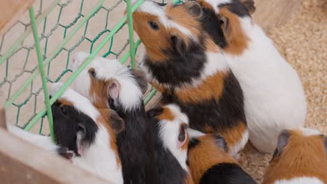 Line-or-group-of-Guinea-pigs-waiting-for-the-food-near-the-metal-cage-wire-fence