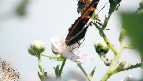 A-painted-lady-butterfly-fans-its-wings-in-the-sun-while-feeding-from-apple-blossoms
