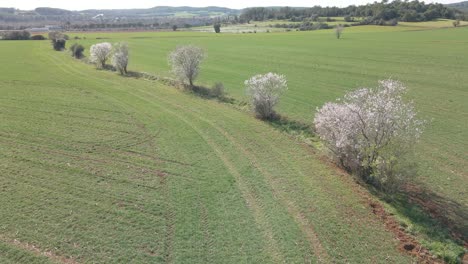Aerial-drone-image-of-trees-in-the-middle-of-a-field-flowering-fruit-trees