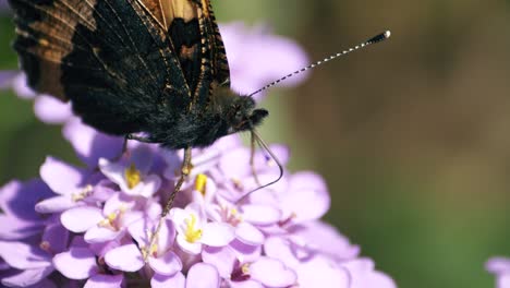 Nahaufnahme,-Die-Zeigt,-Wie-Ein-Distelfalter-Schmetterling-Seinen-Rüssel-Verwendet,-Um-Sich-Von-Einer-Blume-Zu-Ernähren