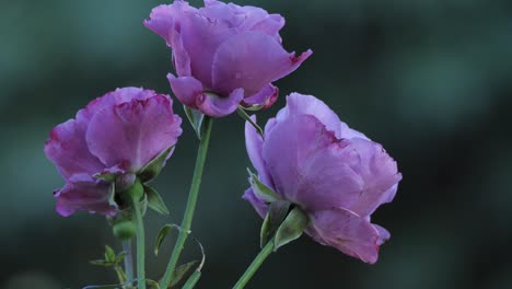 Nahaufnahme-Viele-Rosa-Blumen-Im-Freien