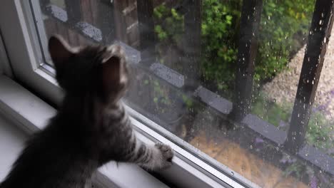 Tabby-Kätzchen,-Das-Im-Alter-Von-Sechs-Wochen-Mit-Dem-Regen-Spielt,-Der-Draußen-Durch-Das-Fenster-Tropft