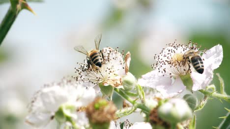Two-honey-bees-feed-on-apple-blossoms-and-help-to-pollinate-the-trees