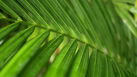 Bright-green-palm-frond-leaves-in-Central-Panama-jungle,-Close-up-shot