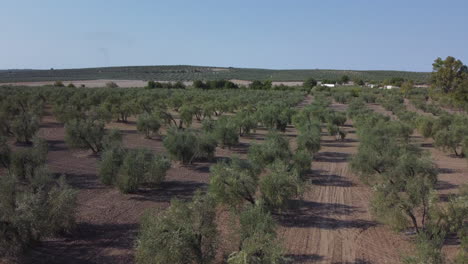 Low-flight-over-wide-spaced-olive-trees-in-Mediterranean-grove,-Spain