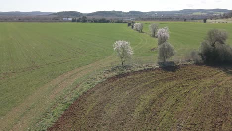 Aerial-image-of-a-field-planted-with-a-flowering-tree-in-the-middle-flying-around-in-a-circle