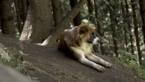 Himalayan-Dog-Breed-in-Manali,-Himachal-Pradesh