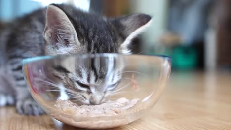 Close-up-slow-motion-of-kitten-eating-tuna-fish-from-a-glass-bowl