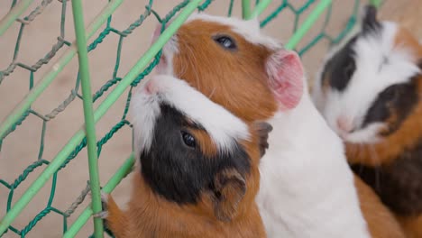 Human's-hand-gives-carrot-to-Guinea-pigs-through-the-fence