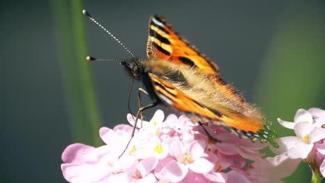 The-wind-moves-the-fine-hairs-on-the-back-of-this-painted-lady-butterfly