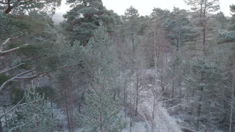 Aerial-drone-footage-flying-down-into-the-snow-covered-canopy-of-a-Scots-pine-and-silver-birch-forest-with-a-mountain-background-in-winter,-Cairngorms-National-Park,-Scotland