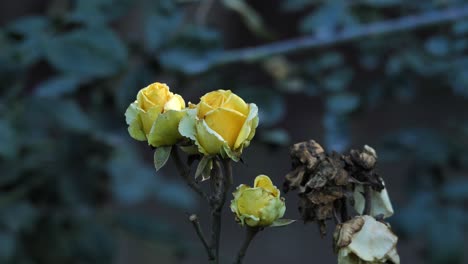 Rosas-Amarillas-Sobre-Fondo-Brillante-Y-Borroso