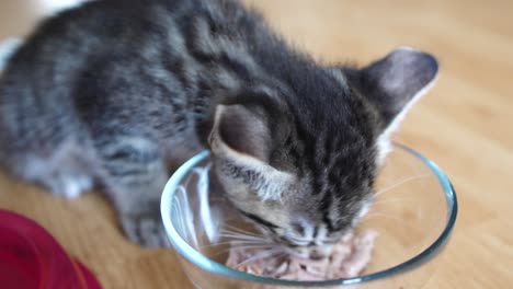 Seven-week-old-tabby-kitten-eating-tuna-fish-from-a-glass-bowl