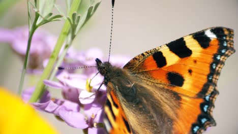 Nahaufnahme-Makroansicht-Eines-Distelfalter-Schmetterlingsflügeldetails,-Während-Er-Sich-Von-Einer-Lila-Blume-Ernährt