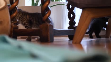 Two-young-brother-kittens-discovering-furniture-in-their-new-home