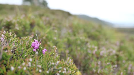 Bell-Heather-flower-in-the-Scottish-landscape-in-the-wind