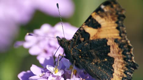 A-painted-lady-butterfly-moves-from-flower-to-flower-putting-its-proboscis-in-as-it-goes