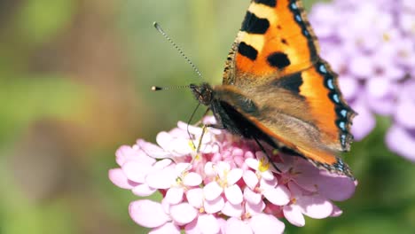 Mariposa-Pintada-Usando-Su-Probóscide-Para-Alimentarse-De-Una-Flor-Rosa-En-El-Verano-Europeo