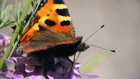 Painted-lady-butterfly-close-up-with-proboscis-inside-flower-for-feeding