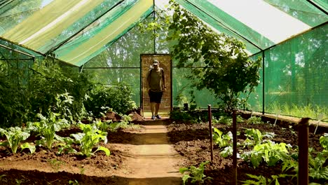 Man-checking-on-his-produce-in-his-greenhouse,-farming-homesteading
